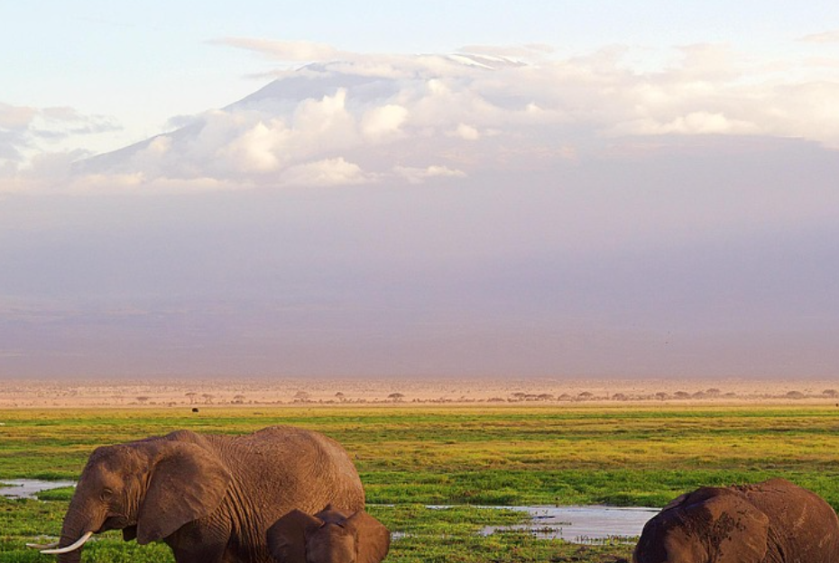 Cycling safari experience